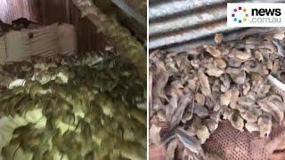 Farmer discovers massive mice infestation