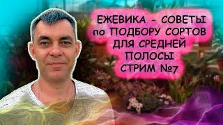 ЕЖЕВИКА - советы по подбору сортов для средней полосы. Сад, дача, огород, виноград. Стрим №7