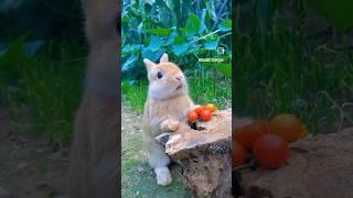 Rabbit is eating tomato #trending #bunny #shorts #eating