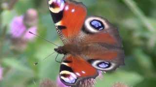 Бабочка в высоком разрешении. Butterfly in high resolution.