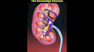 Urine Process System Knowledge Video | Knowledge khazana Facts | #Urine #short #knowledge #facts