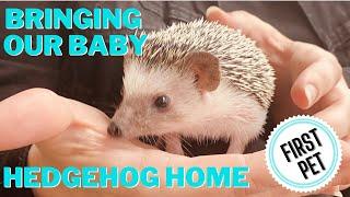 BRINGING OUR NEW PET HEDGEHOG HOME | 12 WEEK OLD AFRICAN PYGMY HEDGEHOG