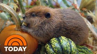 Nibi the beaver gets life-changing news during TODAY interview