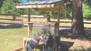 Nigerian Dwarf Goat No Waste Hay Feeder