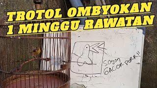 Rawatan sogon bahan anti ribet‼️Gak percaya coba sendiri‼️