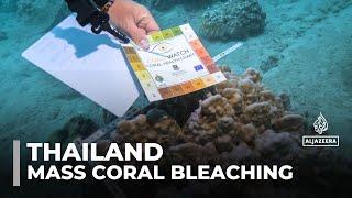 Mass coral bleaching: Divers in Thailand try to heal reef damage