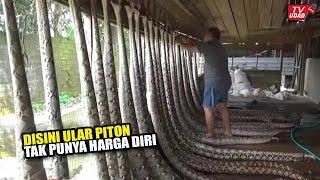 Ribuan Ular Piton Besar Tak Berkutik Ditempat Ini !! Berhasil Kaya Raya Dari Bisnis Ular Piton??