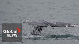 Controversial grey whale hunt approved for Washington State's Makah Tribe