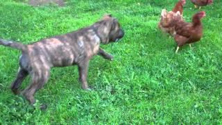 Presa Canario playing chicken with chickens