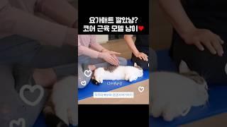 요가매트 깔았냥? 코어 근육 모델 냥이 #shorts