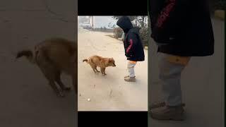 Awesome little boy and his pup ! Just precious ️