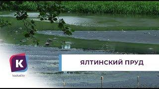 Ялтинский пруд в Калининграде превратился в болото