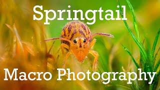 My Best Springtail Macro Photos