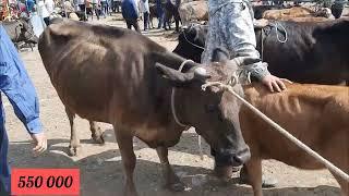 Бұзаулы сиырлар, Алматы Бәйдібек би ауылы мал базар, малаводны, 09 07 23