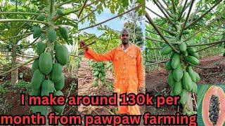 Pawpaw Farming in Kenya:dwarf and semi dwarf varieties,pawpaw Farming is a very profitable business.