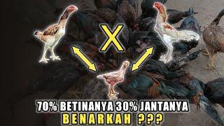 Mengapa pemilihan indukan ayam betina lebih penting dibanding pemilihan pejantanya saat mau ternak ?