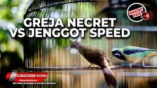 Masteran Greja Necret vs Jenggot Speed Neken Panjang Panjang Materi Cucak Cungkok Muntah Koral