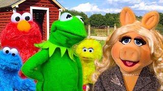 Kermit the Frog meets Miss Piggy at the Petting Zoo! Ft Elmo, Cookie Monster & Big Bird