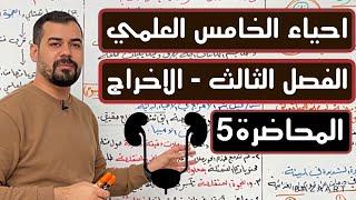 احياء الخامس العلمي | الفصل الثالث | الاخراج | الاخراج في الثديات | المحاضرة 5 #تركيب الكلية