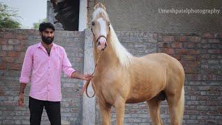 Kathiyawadi Stallion Adam - Thadach - Kathiyawadi Horse Video