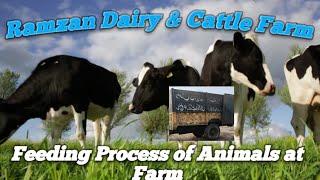 Ramzan Dairy & Cattle Farm Feeding of Animals at Farm