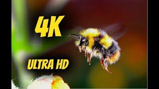 4K Bee Flower Close-Up Nature Relaxing Relaxing Music 60fps ULTRA HD