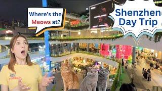 Explore Shenzhen In 48 Hours - Plus A Special Surprise With Stray Cats!