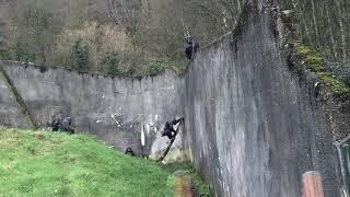 Chimps escape from Belfast Zoo