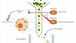 Basic introduction to Flow Cytometry