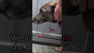 Abandoned #GermanShepherd cries like a human-full video: www.HopeForPaws.org ️ #dogs #rescue #love
