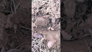 Russian copperhead helps to dig the ground in the garden.