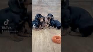 Dachshund Puppy Sale Singapore 88 Euro Pets Call 81352277 #dachshundpuppy #singapore #puppyforsale