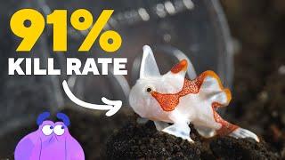 This Cute Fish Can KILL YOU in 7 Milliseconds