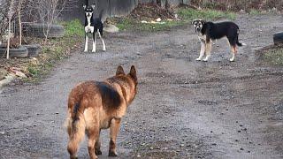 German Shepherd V.S. a pack of wild dogs.