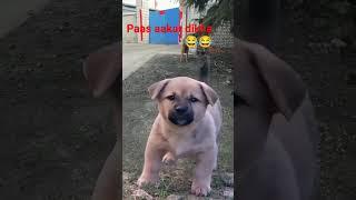 cute puppy  barking#ytshort #shortfeed #pets #animallover