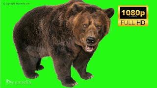 Grizzly Bear Green Screen Realistic Animation Free Chroma Key Video