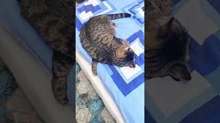 После встречи нового года) #котмарс #cat #смешныеживотные #смешныевидео #funny