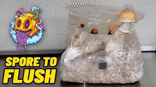 Spore To Flush - ShroomTek All In One Mushroom Bag | Complete Beginner's Guide To Growing Mushrooms