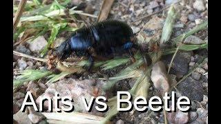 Giant Beetle's ingenious defense against Ants:  Individual Strength vs Numbers