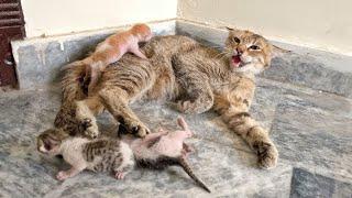 Aggressive Mama Cat was Rejecting her Kitten because She was Tired of Shifting them Again and Again!