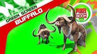 Green Screen Buffalo Runs Animals Horns - Footage PixelBoom CG