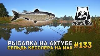 Рыбалка на Ахтубе. Селедка на мах - Русская Рыбалка 4 #133