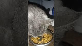 sussy Ohio Cat Eating food #fatcat #cat #ohio  #sus #california #