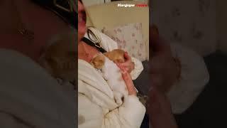 Breastfeeding Puppies: A Heartwarming Moment