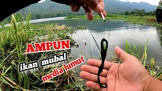 UMPAN LUMUT !! MANCING NILA DISAAT AIR WADUK NAIK !! IKAN PADA MUBAL REBUTAN MAKAN UMPAN