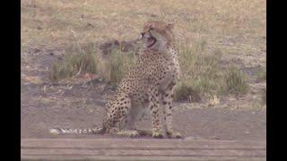 Cheetah Calls Brother With Jackal Interaction | Kruger National Park