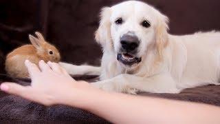 Dog Protects Rabbit