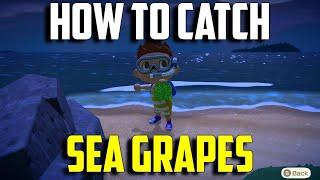 How to Catch Sea Grapes | Sea Grapes Animal Crossing New Horizons | Sea Grapes ACNH | Sea Grapes