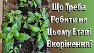 Як Вкорінити Живці Гортензії? Процес Вкорінення Гортензії | Вирощування та Догляд Гортензії