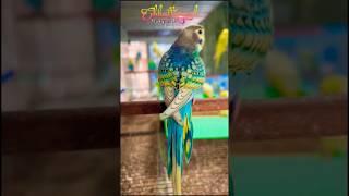 Rambow Spangle Budgies  Very Rare plzz subscribe Our channel & more Video's  #shorts#budgies